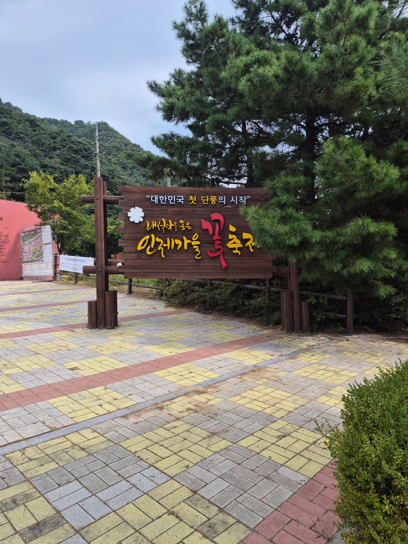 [강원도 인제] 추석 연휴 나들이, 보랏빛 꽃물결에 빠진 '인제 가을 꽃축제' 방문기