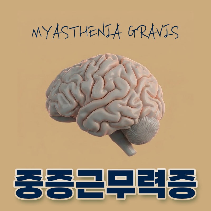 중증근무력증(Myasthenia Gravis)의 모든 것: 신경근 접합부 자가면역 기전부터 증상 특징, 안전한....