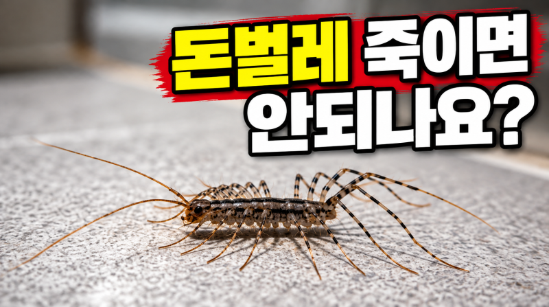 돈벌레 죽이면 안되나요? 돈벌레 나오는 이유