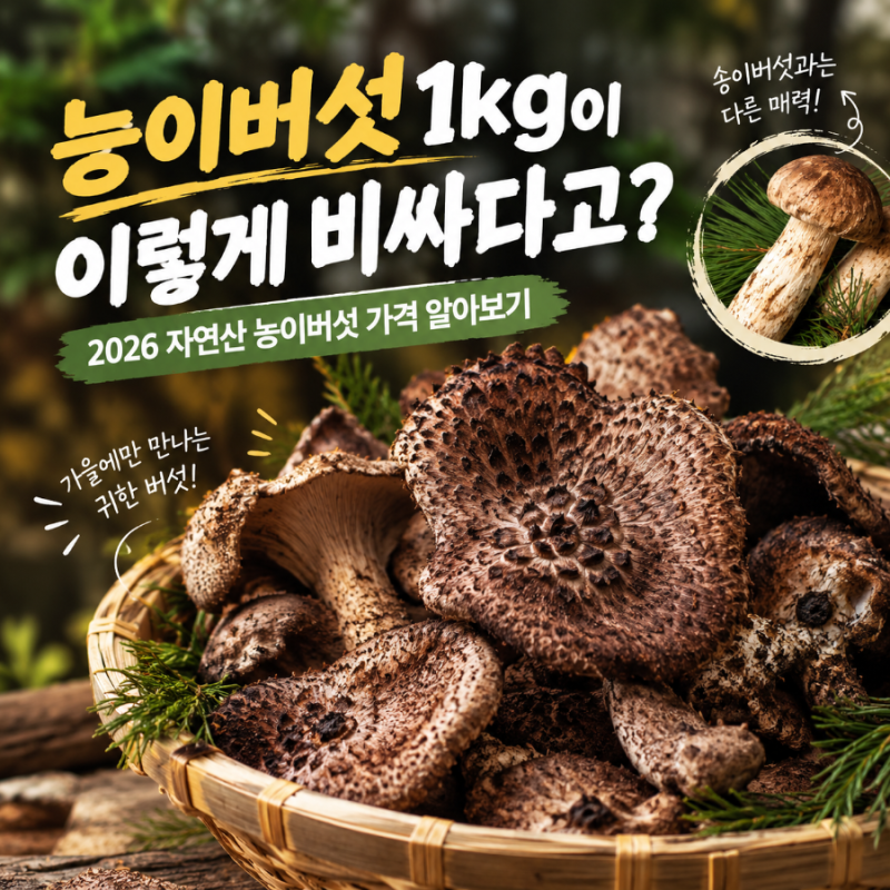 “능이버섯 1kg이 이렇게 비싸다고?” 2026 자연산 능이버섯 가격부터 제철까지 알아보기