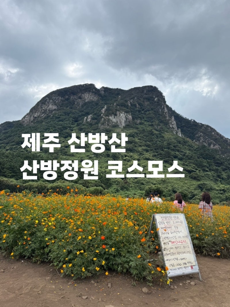 제주 산방산 코스모스 산방정원ㅣ가을여행 꽃구경ㅣ입장료,주차,인생샷 후기