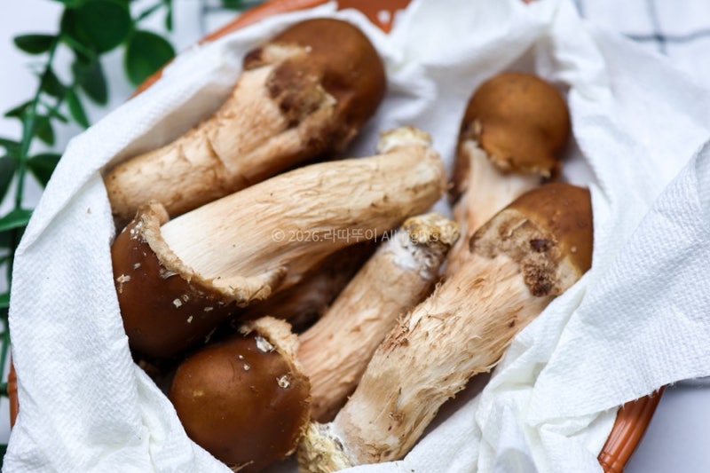 참송이버섯 먹는 법 진한 향이 일품인 버섯구이 요리 레시피부터 보관법까지