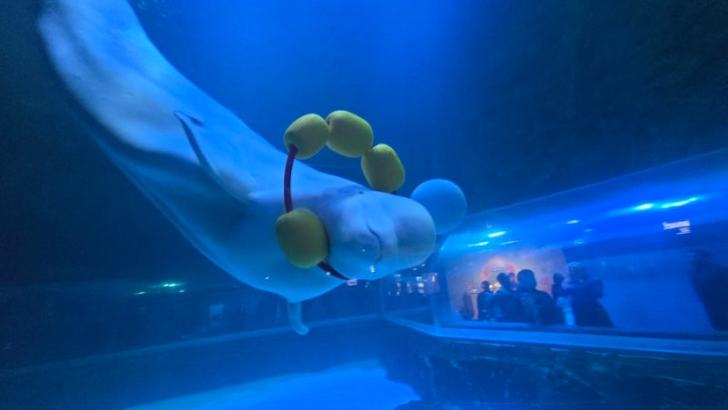 秋夕に赤ちゃんと蚕室ロッテワールドモール水族館へ行ってきたレビュー