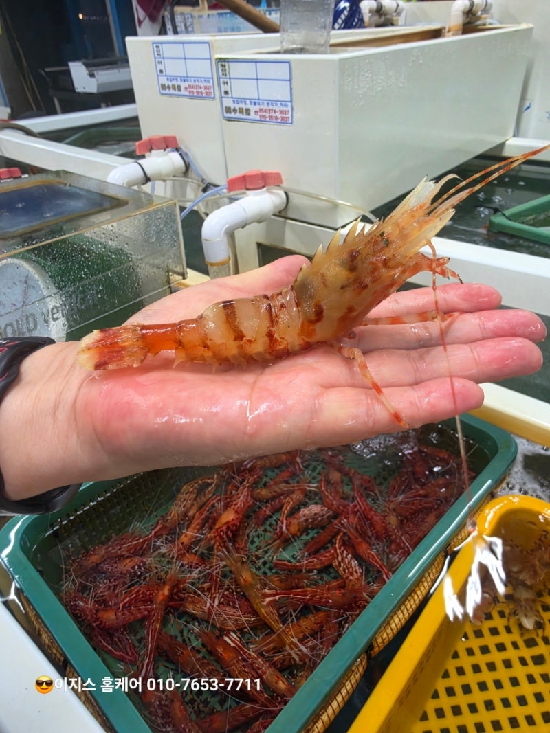 울릉도 맛집 저동맛집 독도새우 울릉도 독도새우는 만금물산입니다