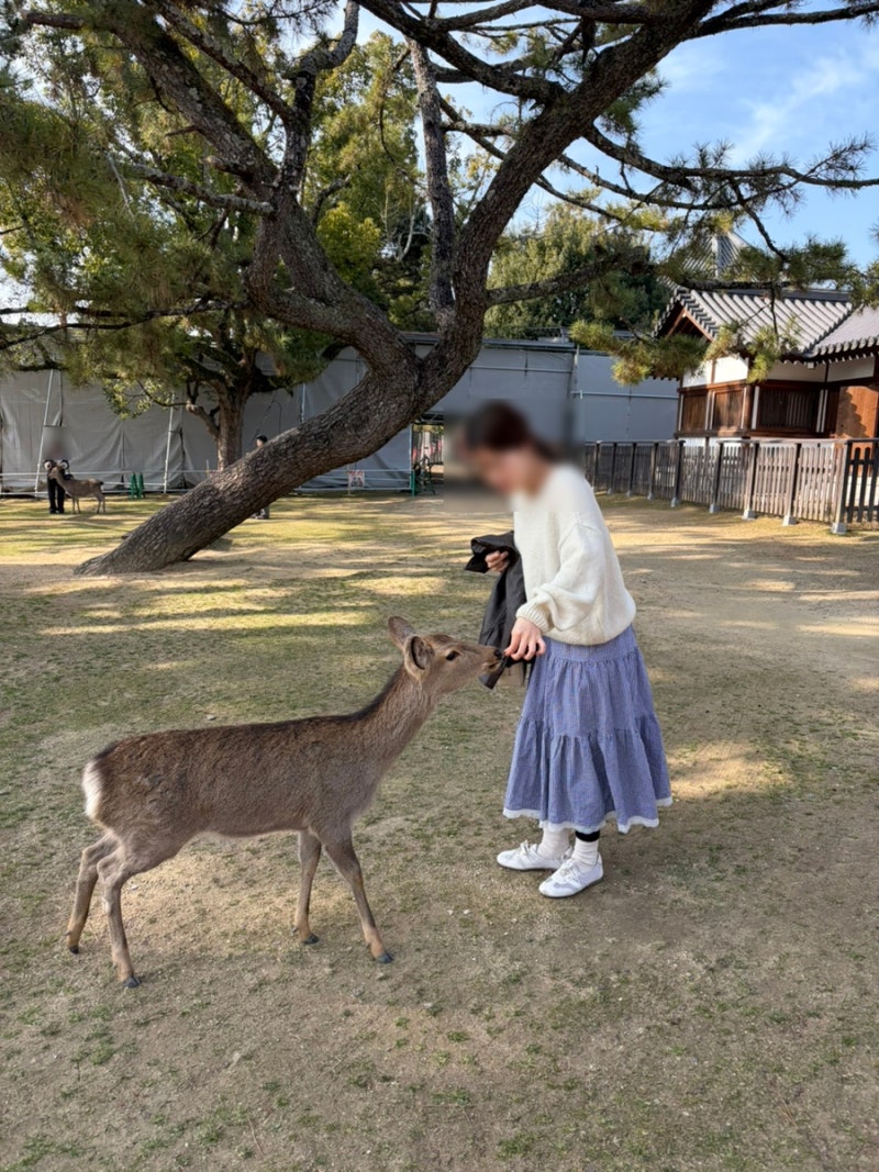 일본 나라 사슴공원 후기 일본여행지 추천드려요