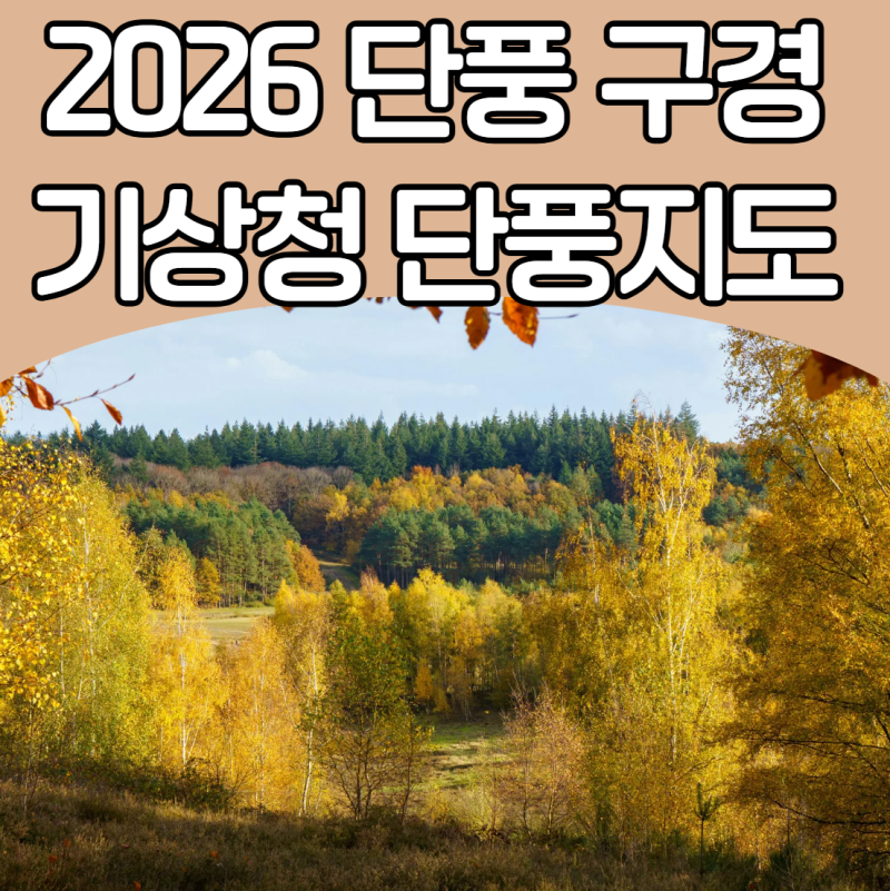 설악산부터 내장산까지 전국 단풍 절정 시기 총정리! 기상청 단풍 지도와 주차 꿀팁