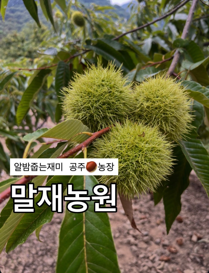 대전근교 알밤체험 공주 말재농원 밤줍기