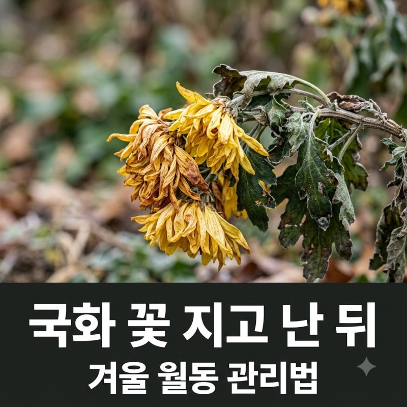 국화 화분 꽃 지고 난 뒤 관리법 3가지와 겨울 월동 준비 노하우