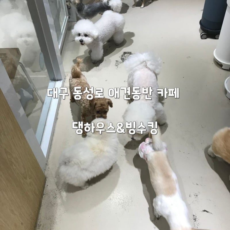 대구 동성로 애견동반카페 댕하우스&빙수킹 넓고 규모 큰 애견카페