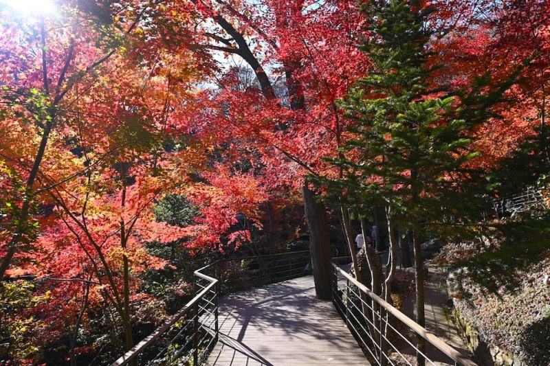 ソウル近郊の公園散策、登山、花見デート 京畿道日帰りお出かけスポット