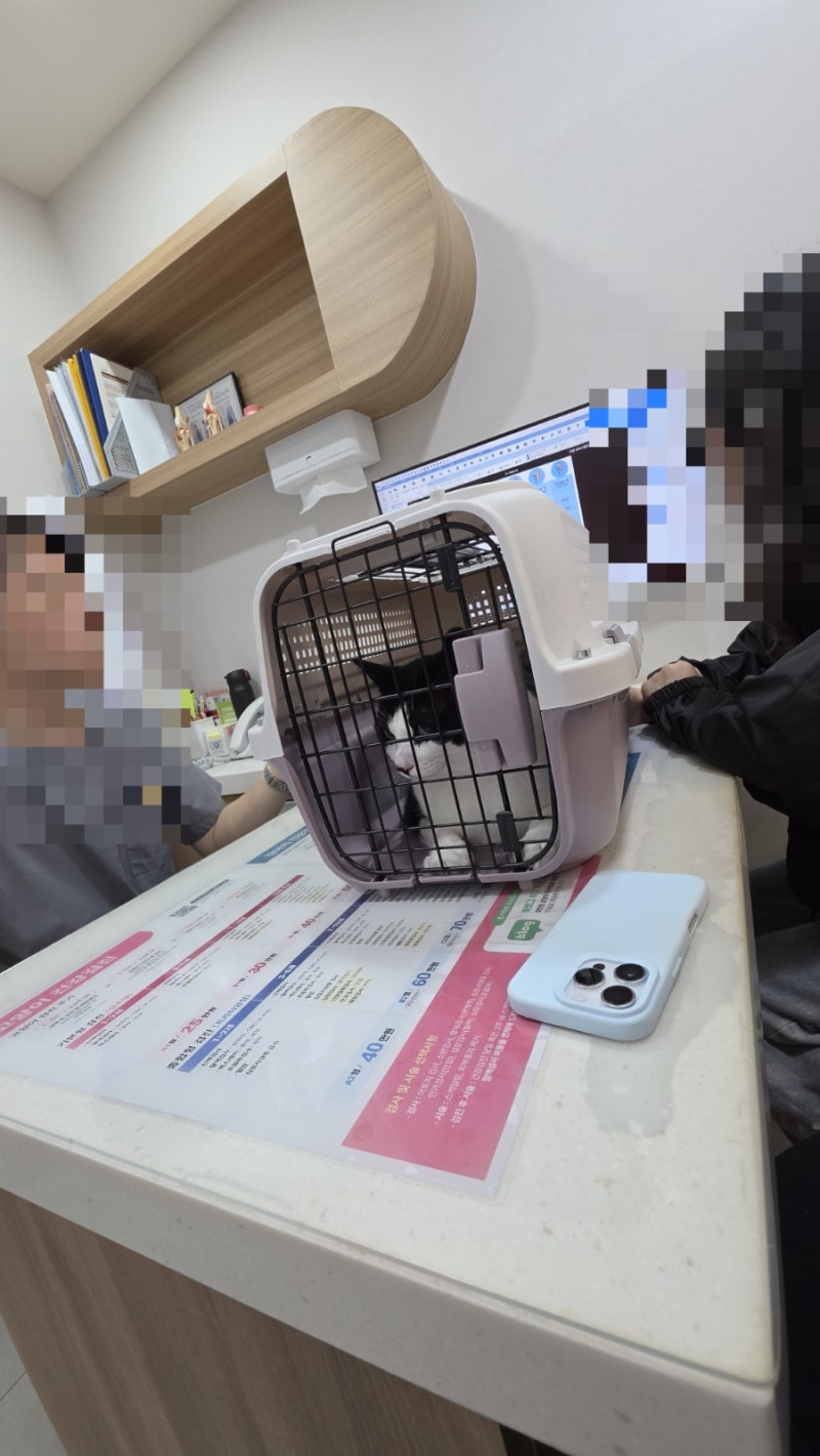 과잉 진료 없는 마포구 공덕 동물병원을 찾고 있다면 고양이 건강검진 솔직 후기