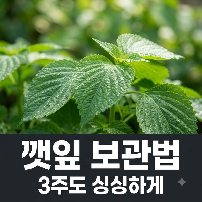 깻잎 오래 보관하는 방법 시들지 않게 3주도 싱싱한 냉장 보관 팁