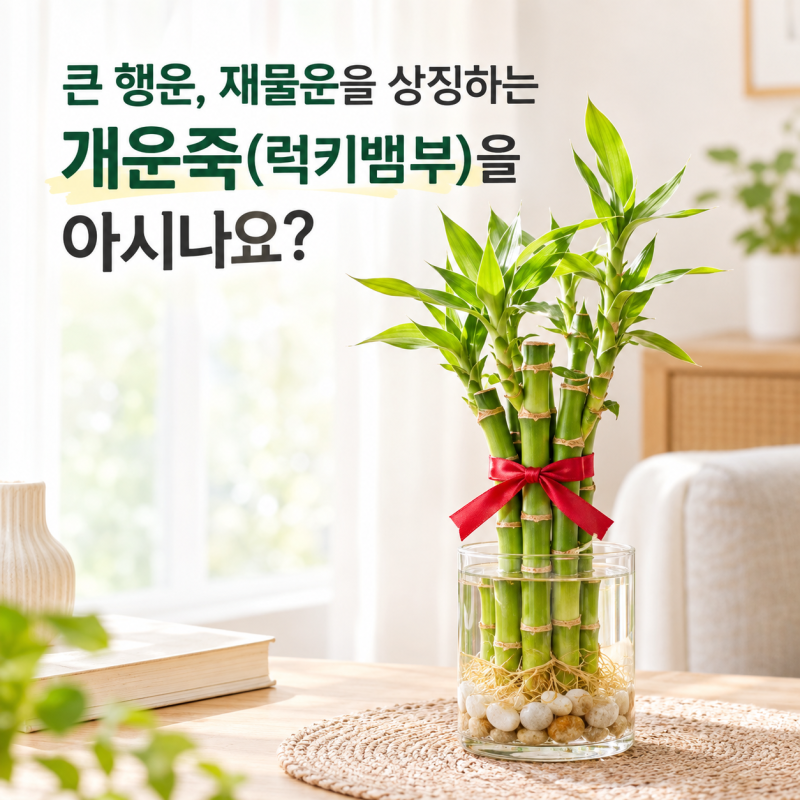 큰 행운, 재물운을 상징하는 개운죽(럭키뱀부)을 아시나요?