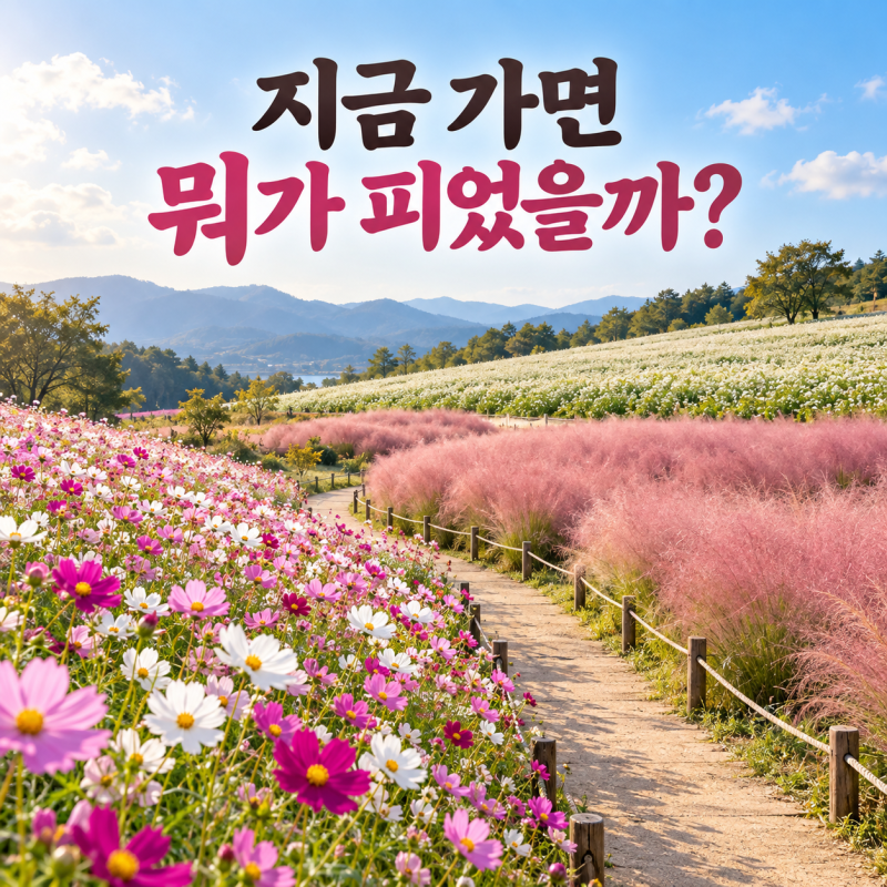 9월 말 가을꽃 개화 시기 비교, 코스모스·핑크뮬리·메밀꽃은 언제 보러 갈까? (+관람 시기, ....