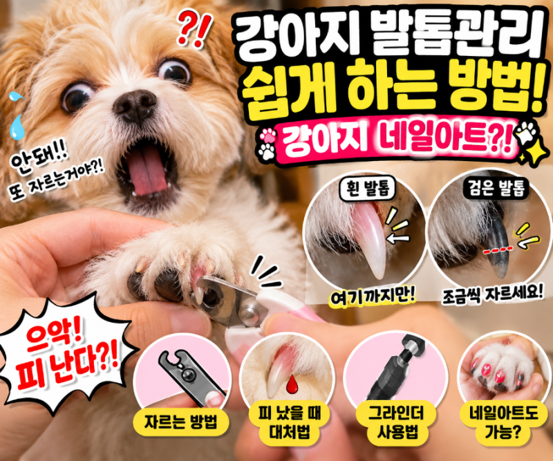 [강아지 정보] 강아지 발톱관리 쉽게 하는 방법, 강아지 네일아트?