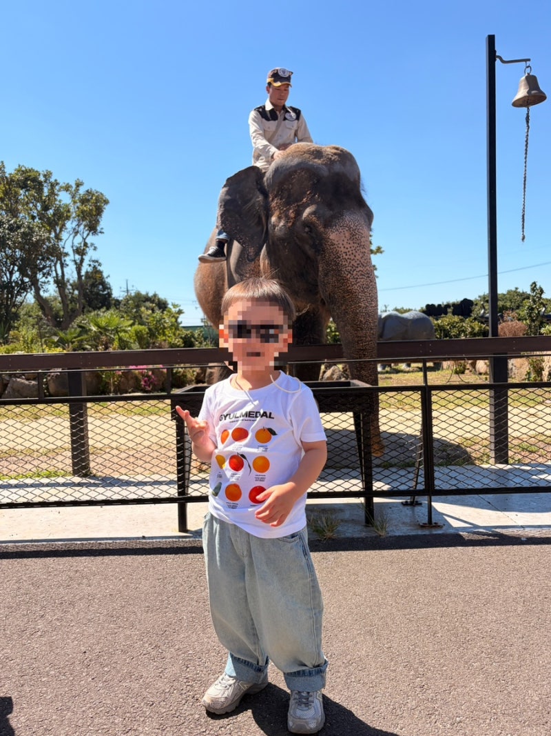 Jeju Island with Kids: Jumbo Village, Elephant Show, Feeding, Best Seats, and Photo Tips