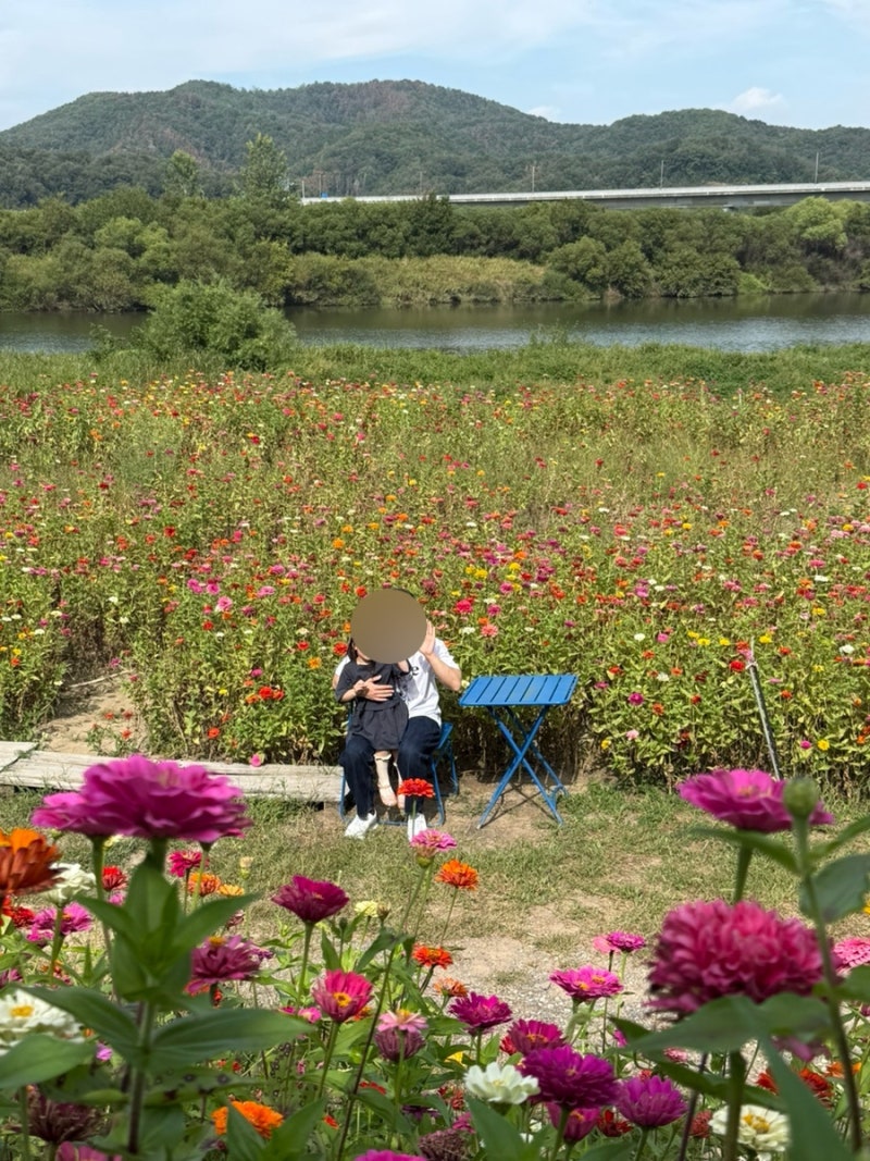 창원 근교 아기랑 갈만한 카페 추천 함안 짹짹커피 백일홍 포토존