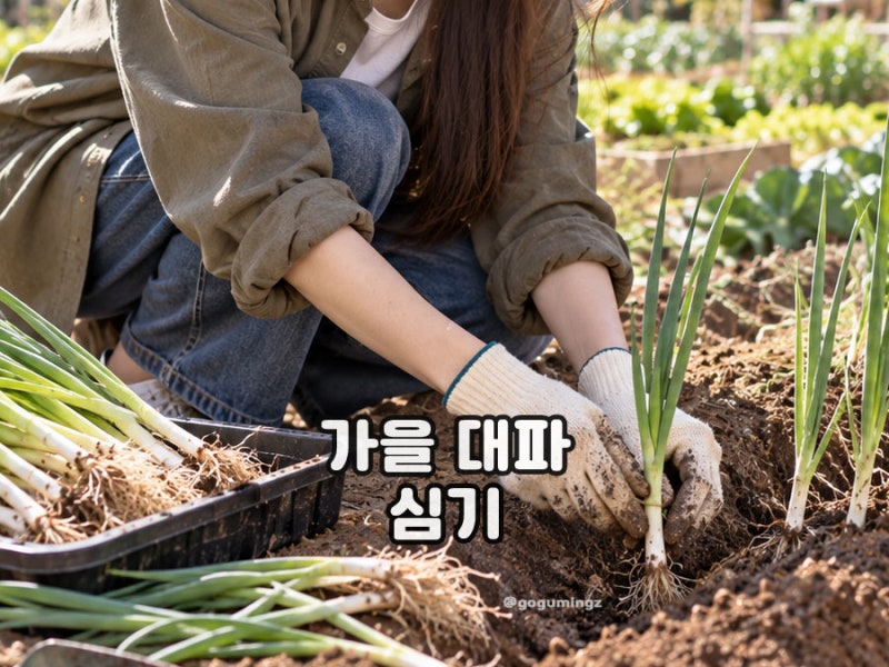 가을 대파 심는 시기 방법 지금 모종 심기 가능할까?