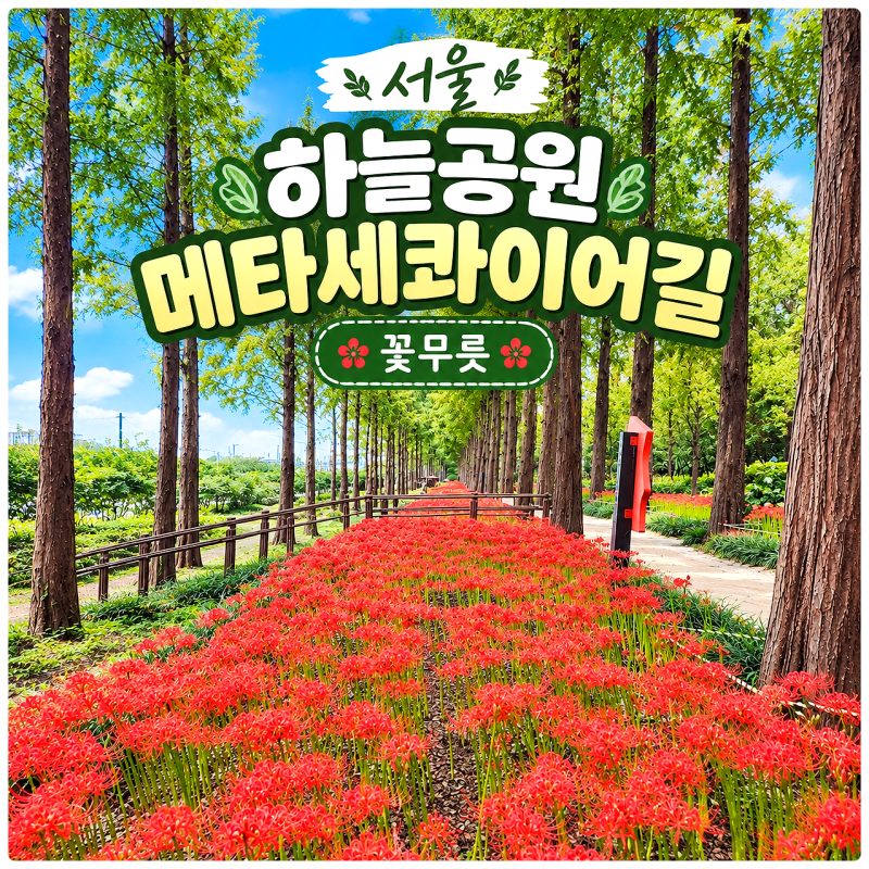 서울 하늘공원 메타세콰이어길 꽃무릇 위치 실시간 개화