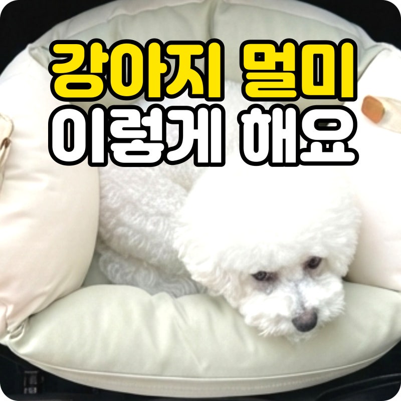 강아지 차만 타면 멀미해요, 애견 카시트와 안전벨트 이렇게 준비하세요