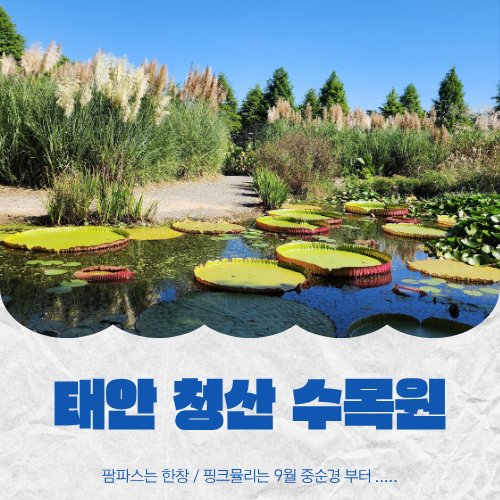 태안 청산수목원 팜파스 .핑크뮬리|가을에 가볼 만한 곳
