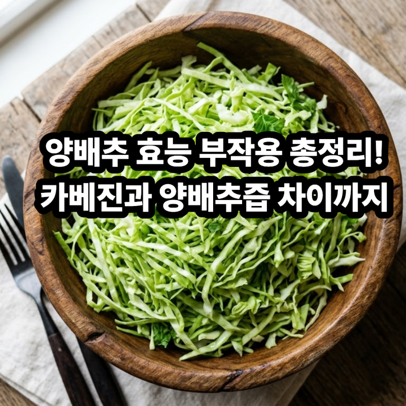 양배추 효능 부작용 총정리! 카베진 양배추즙 차이와 비타민U 활용법