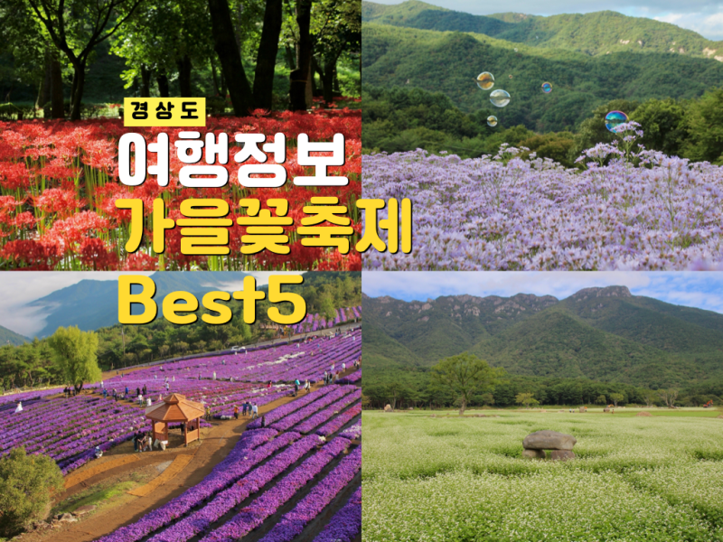 경상도 가을 꽃축제 문경 문희농원 개미취 포함 best5 9월 10월 실시간 가볼만한곳