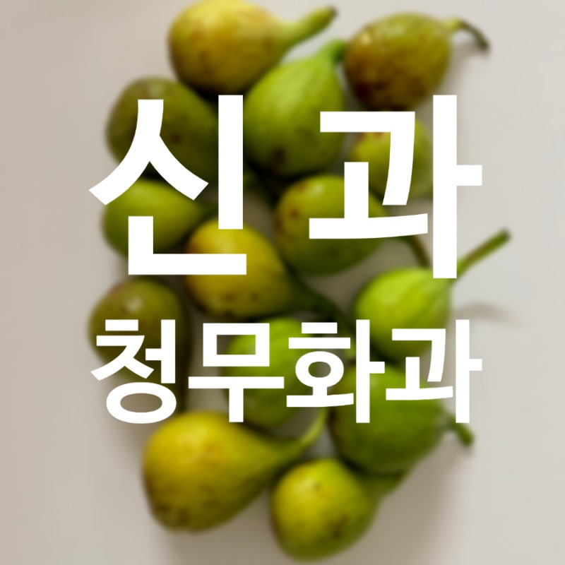 신과 영암 청무화과 먹는법부터 무화과샌드위치와 잼 만들어본 후