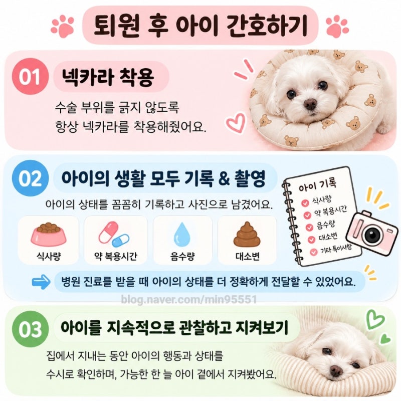 말티즈 강아지 유선종양 편측 유선절제 수술 퇴원 후 간호 후기