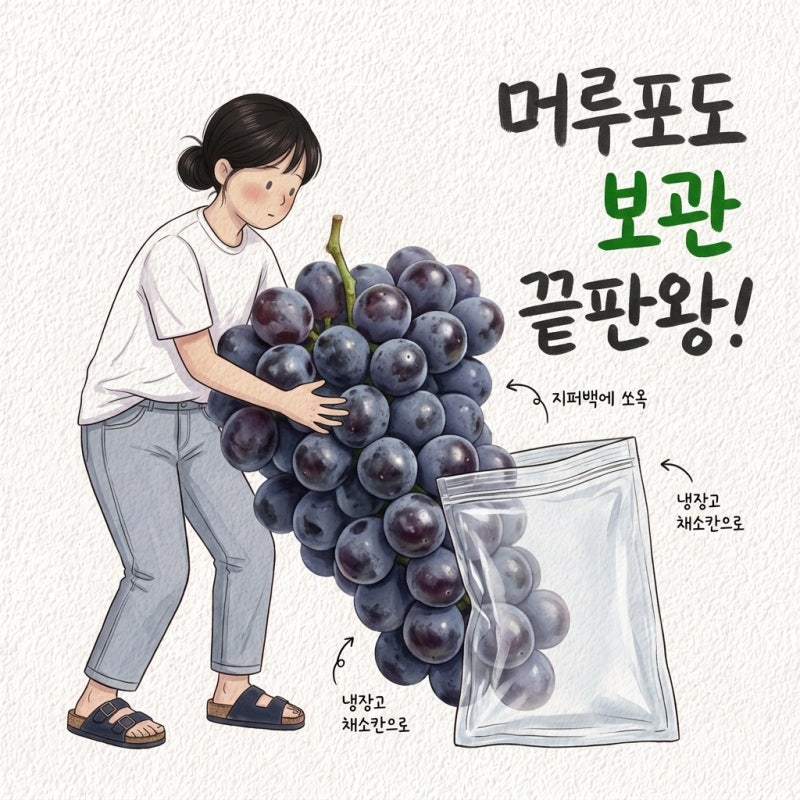 머루포도 일찍 사면 신맛만 남 제철 시기 맛 씨 칼로리 보관법