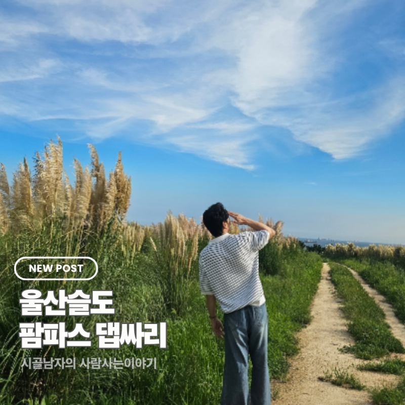 울산가볼만한곳 슬도 팜파스 댑싸리 주차정보
