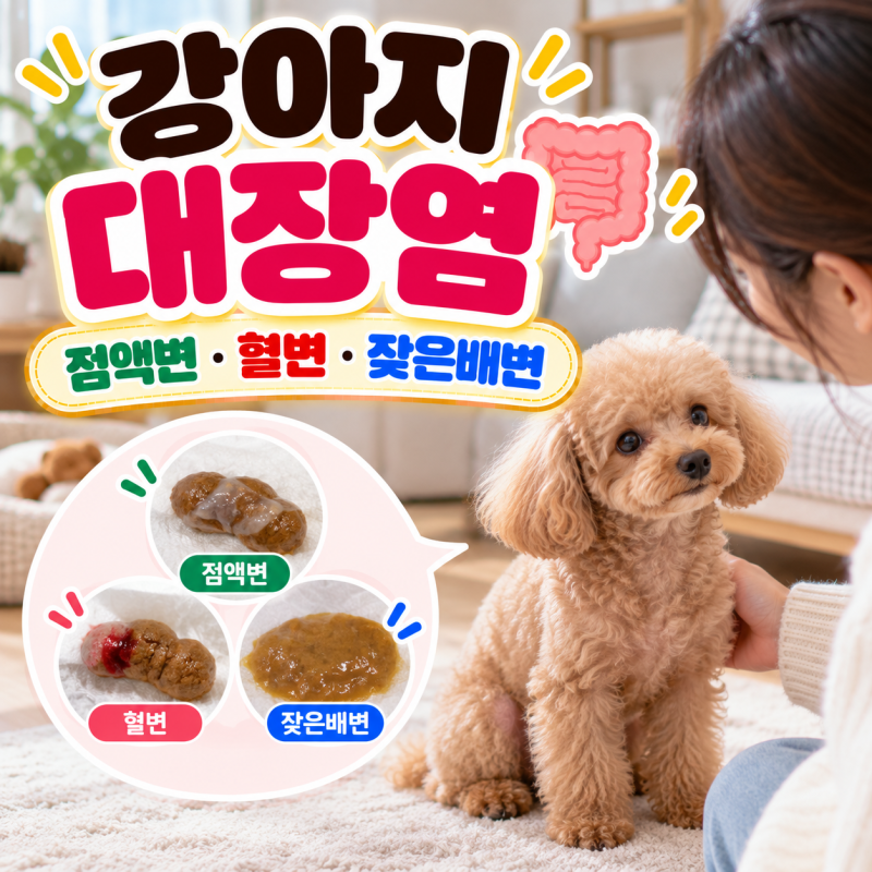 강아지 대장염(점액변, 혈변, 잦은배변, 설사, 원인)