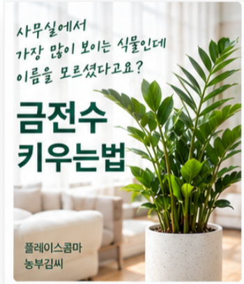 금전수 키우는법｜물주기부터 잎이 노랗게 변하는 이유, 분갈이까지 (플레이스콤마)