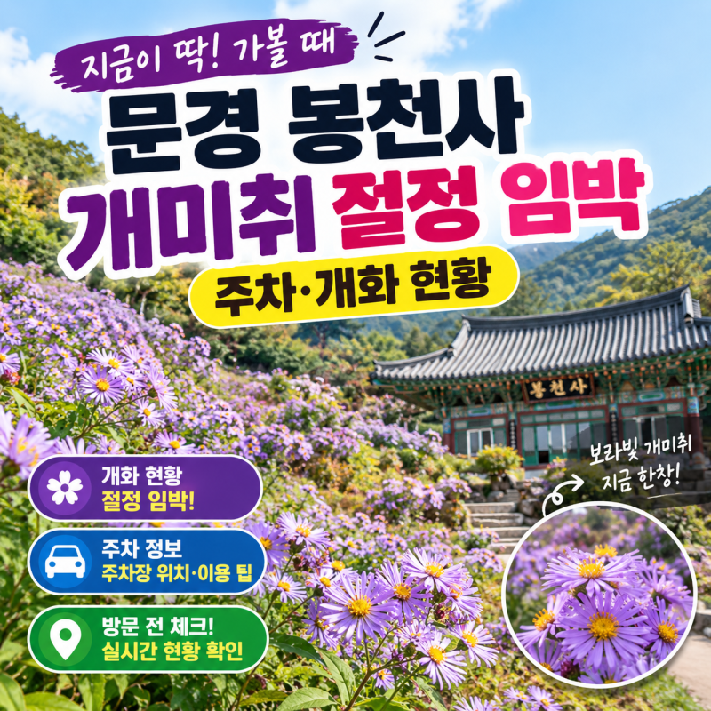 문경 봉천사 개미취 절정 임박, 주차·개화 현황