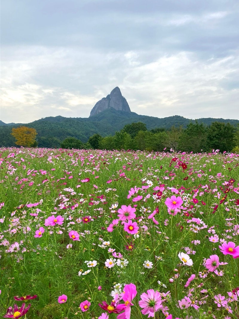 10월 코스모스명소 , 진안에서 어른들과 가기좋은곳 /2026 진안마이산가을꽃축제일정및 후기