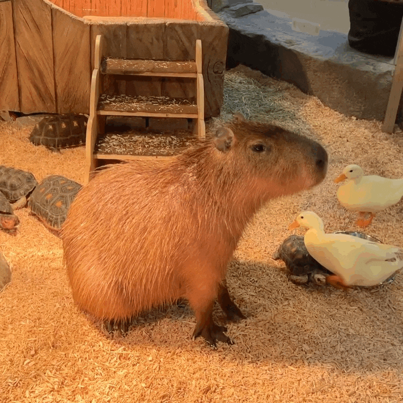Lalaju Indoor Zoo in Myeongji, Busan: A Review for Families with Kids