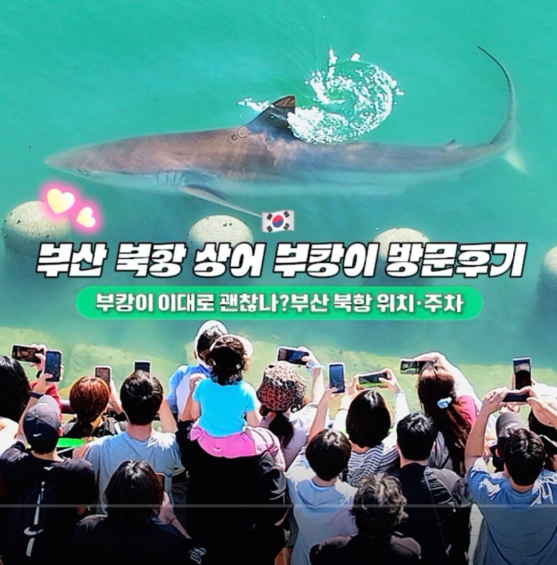 부산 북항 상어 부캉이, 실제 방문 후기 근데 이대로 괜찮나?(위치·주차·관람 꿀팁)