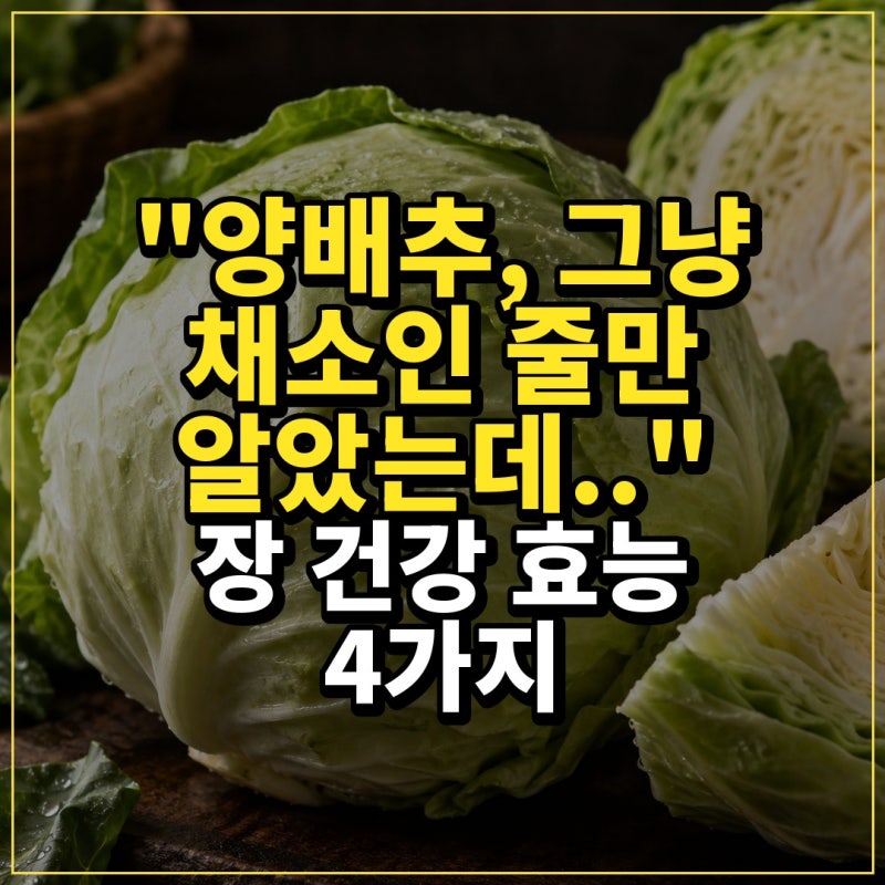 "양배추, 그냥 채소인 줄만 알았는데.." 장 건강 효능 4가지