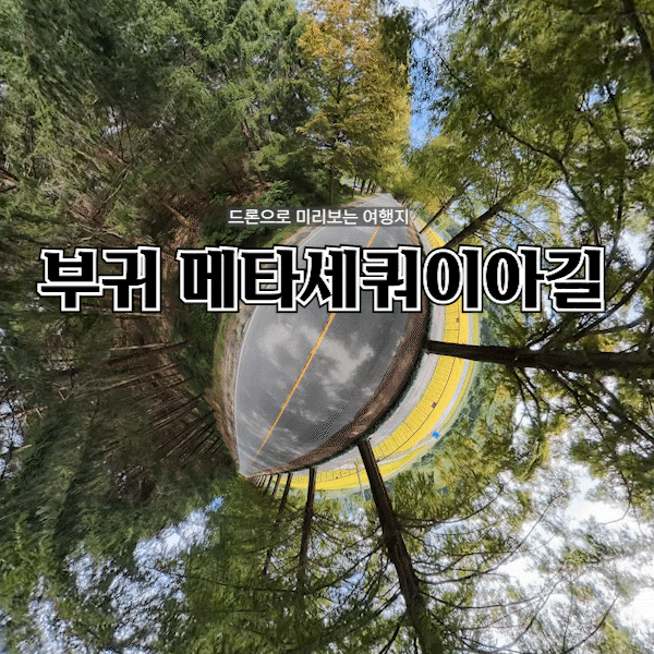 진안 가볼만한곳 부귀 메타세쿼이아길 드라이브하기 좋은 전북 여행지