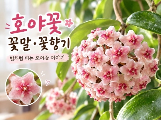 호야 꽃말·꽃향기｜별처럼 피는 호야꽃 이야기