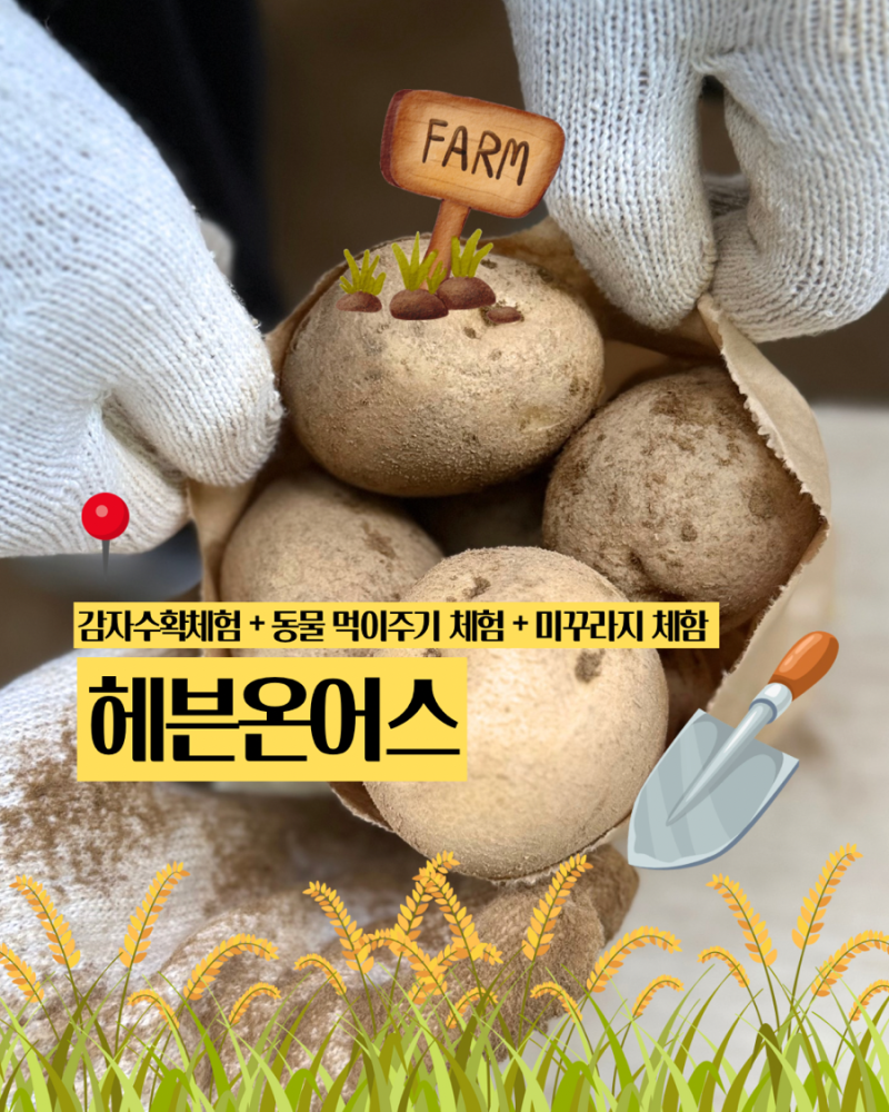 [경기 용인] 용인 키즈 체험 추천 '헤븐온어스 농장' 감자 밭 체험 & 동물 먹이주기 솔직후기