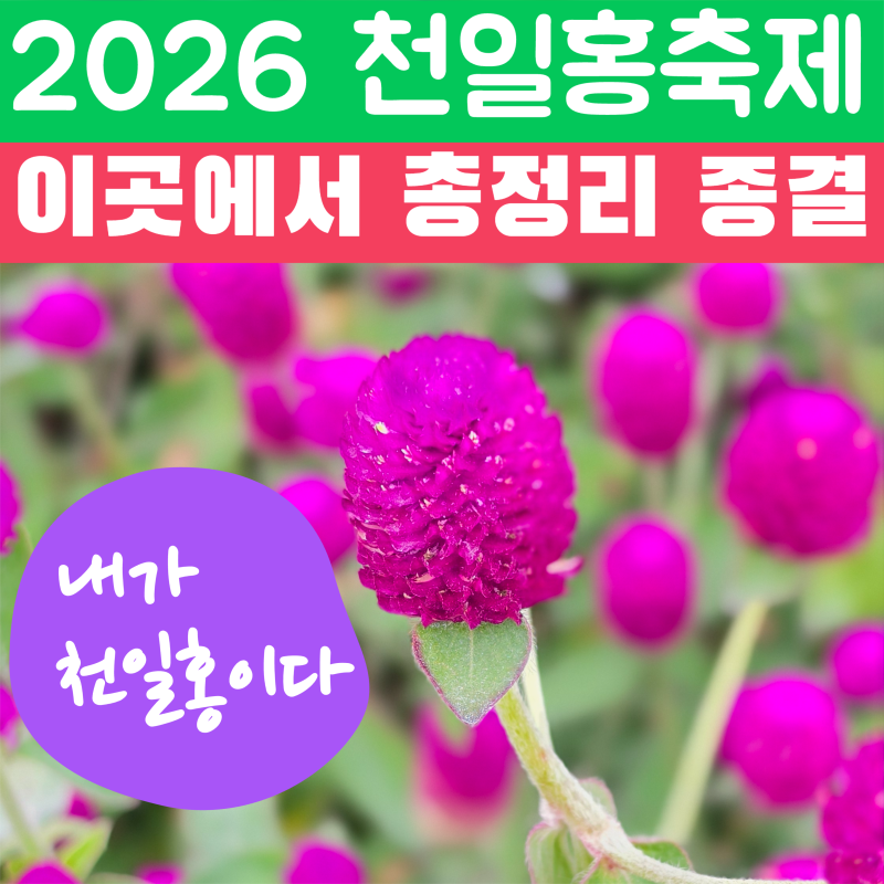 양주시민이 정리한 천일홍 가을 페스타 공연·주차·입장료 총정리 (다녀온 후기) 나리공원 ....