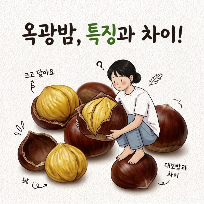 옥광밤 조생 먼저 사면 싱거움 뜻 특징 시기 대보밤 정안밤 차이