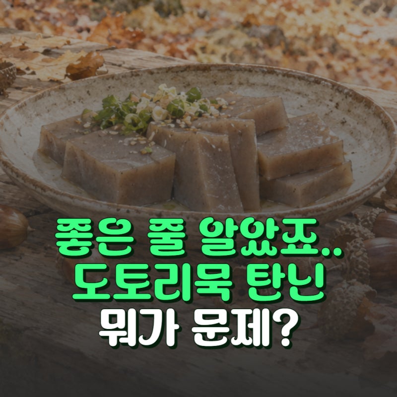 도토리묵 효능과 부작용 탄닌 성분 및 칼로리 알아보기