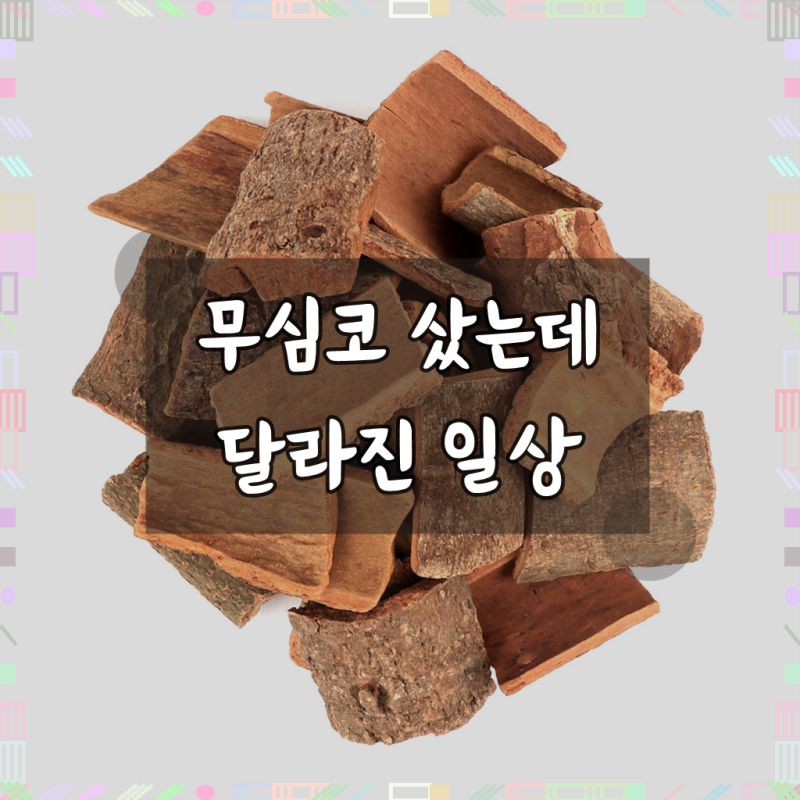 동의한재 베트남 계피