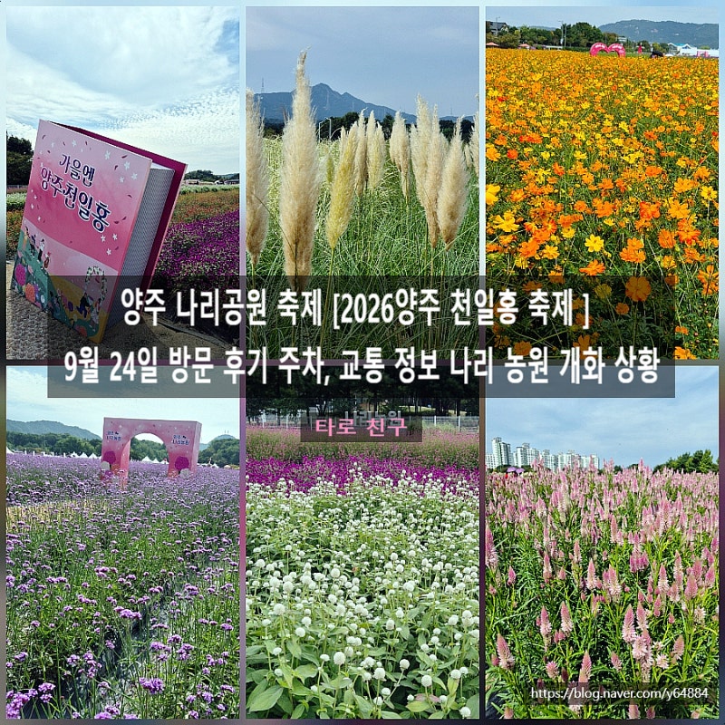 양주 나리공원 축제 [2026양주 천일홍 축제 ] 9월 24일 방문 후기 주차, 교통 정보 나리 농원 개....