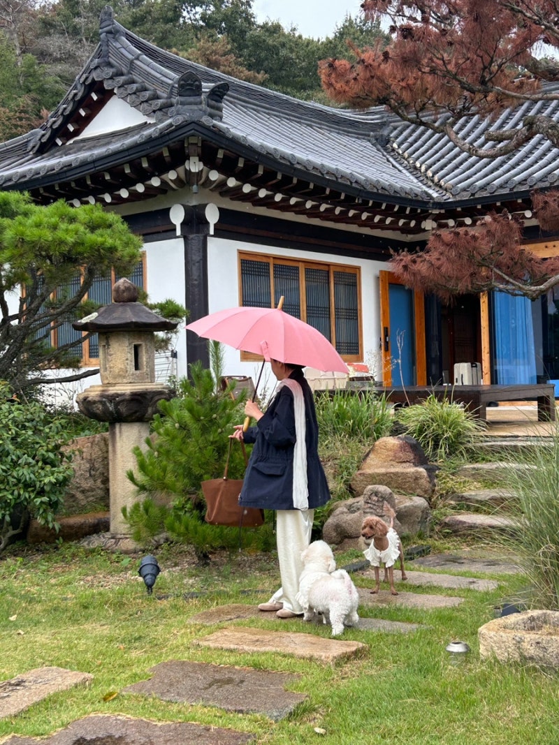 경주 애견동반 펜션 빌라앤재, 300평대 한옥 독채 수영장 황토찜질방 후기