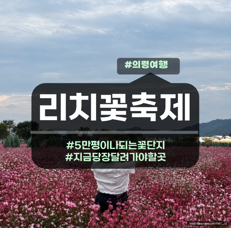 [의령 기강 리치 꽃축제] 애견동반 가능한 축제 댑싸리, 팜프스, 코스모스, 핑크뮬리 개화상....