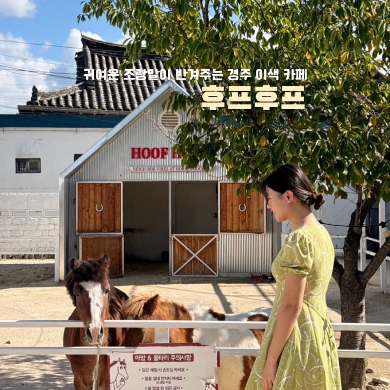 경주 후프후프 조랑말이 반겨주는 아이랑 방문하기 좋은 황리단길 카페