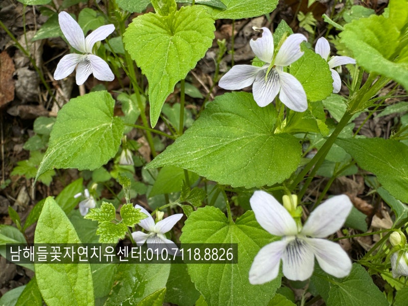 유방암 바로알기 #58유방암 항암 후 어지러워요. 빈혈일까요, 뇌전이일까요? 갑자기 어지러울....
